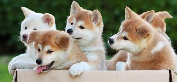 Conheça 11 raça de cachorros japoneses Conheça 11 raça de cachorros japoneses