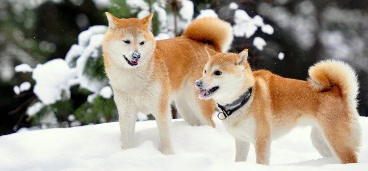 Akita Inu e Shiba Inu - Os cães Japoneses