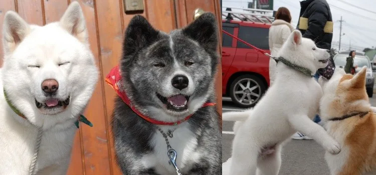 Akita Inu e Shiba Inu - Os cães Japoneses akita inu