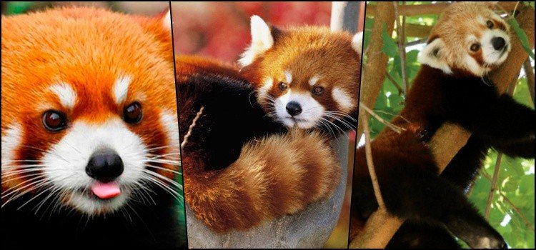 Do you know the little red panda?