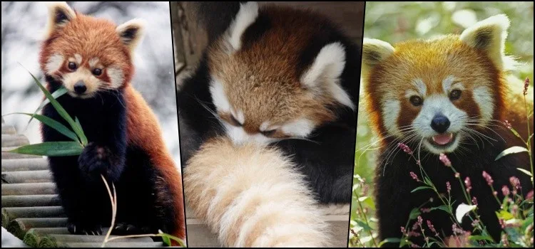 Apakah Anda mengenal panda merah kecil? Apakah Anda mengenal panda merah kecil?