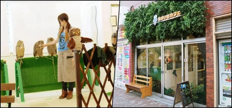 Fukuro Cafe - Conheça o Café das corujas Fukuro Cafe - Conheça o Café das corujas