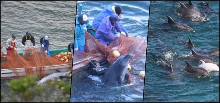 일본인들은 돌고래를 죽여 먹을까? 일본인들은 돌고래를 죽여 먹을까?