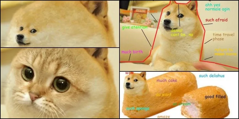Você conhece o famoso Doge dos memes? Você conhece o famoso Doge dos memes?