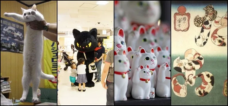Gatos no Japão - Entendendo a paixão japonesa por gatos