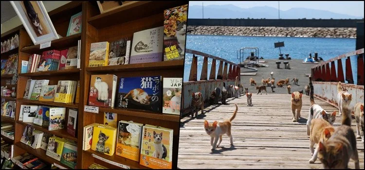 Gatos no Japão - Entendendo a paixão japonesa por gatos