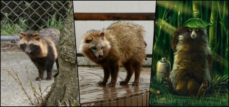 Tanuki - Der japanische Waschbärhund