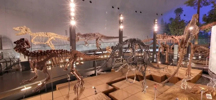 O museu dos dinossauros de Fukui - Japão O museu dos dinossauros de Fukui - Japão