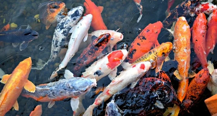 Ikan Koi – Fakta menarik dan legenda koi Jepang