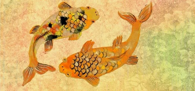 Peixe Koi – Curiosidades e lendas das carpas japonesas