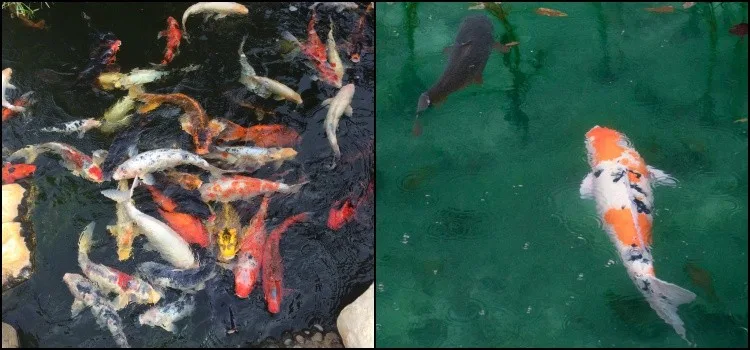 Peixe Koi - Curiosidades e lendas das carpas japonesas