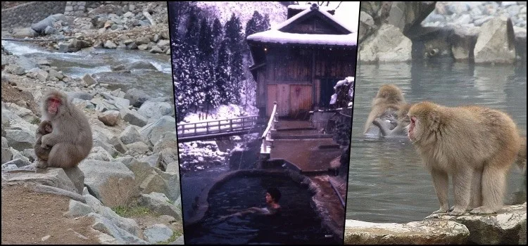 Parque Jigokudani - O onsen dos macacos