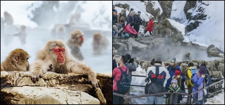 Parque Jigokudani - O onsen dos macacos
