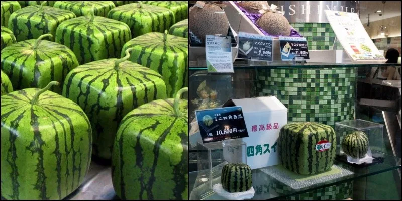 Melancia quadrada do Japão – Curiosidades e sucesso A melancia quadrada e as frutas mais caras do Japão