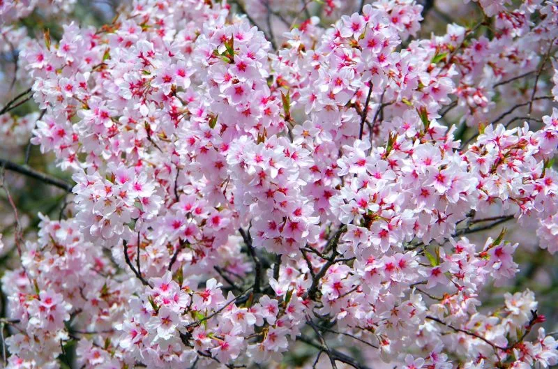 Sakura - Everything about cherry blossoms in Japan