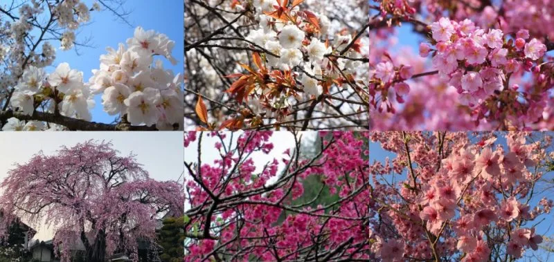 Sakura - Tudo sobre as cerejeiras do Japão Sakura - Tudo sobre as cerejeiras do Japão
