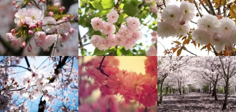 Sakura - Tudo sobre as cerejeiras do Japão Sakura - Tudo sobre as cerejeiras do Japão