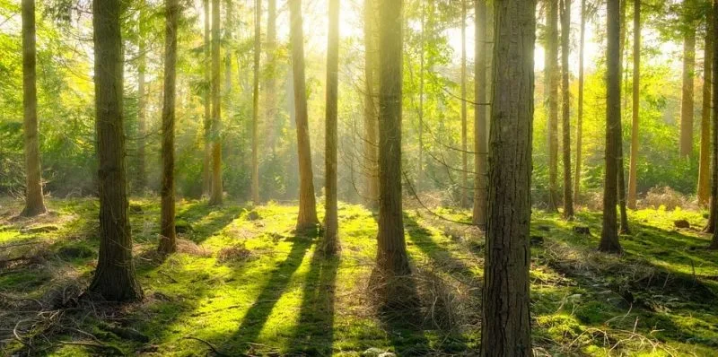 Luz entre árvores em passeio tranquilo pelo interior do Japão