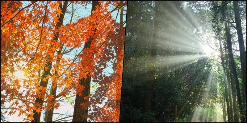 Komorebi - A luz do sol através das árvores Komorebi - A luz do sol através das árvores