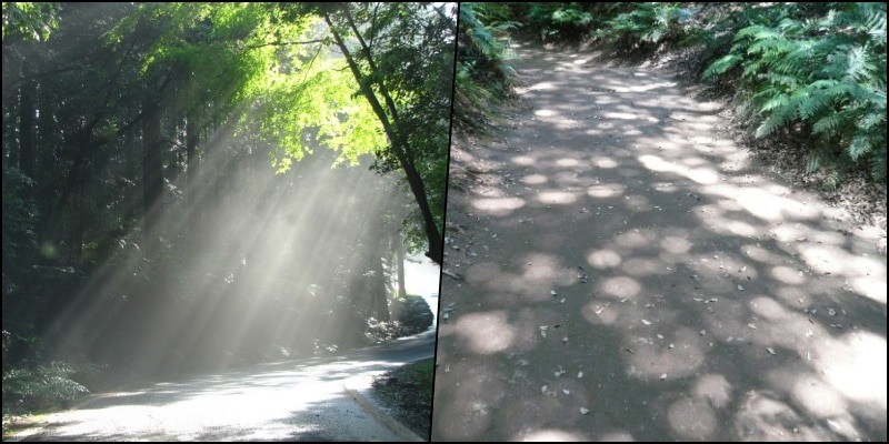 Komorebi: the beauty of light that filters through the leaves | Suki Desu