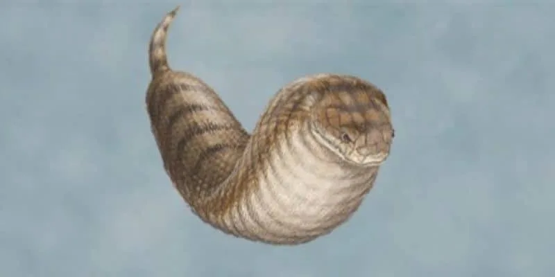 Tsuchinoko - Yokai que parece uma serpente gorda Tsuchinoko - Yokai que parece uma serpente gorda