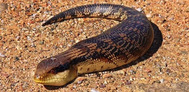 Tsuchinoko - Yokai que parece uma serpente gorda Tsuchinoko - Yokai que parece uma serpente gorda