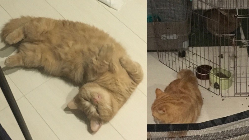 Cat and rabbit together in a cozy indoor scene