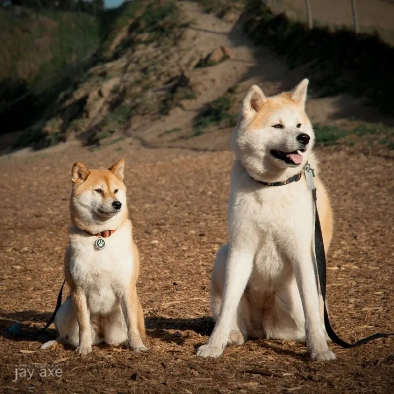 Akita Inu e Shiba Inu - Os cães Japoneses Akita Inu e Shiba Inu - Os cães Japoneses