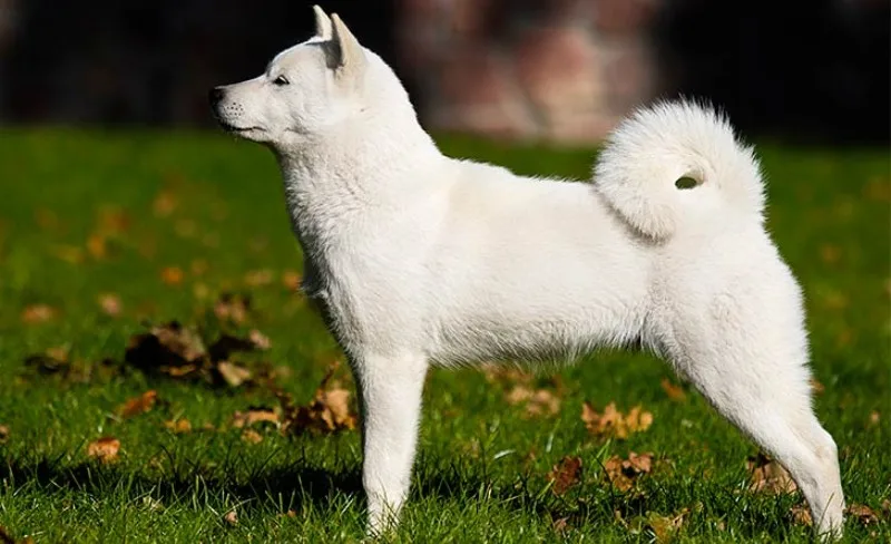 Conheça 11 raça de cachorros japoneses Conheça 11 raça de cachorros japoneses