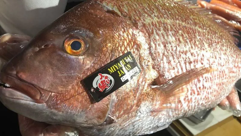 Os 10 Tipos de peixes mais consumidos no Japão Os 10 Tipos de peixes mais consumidos no Japão