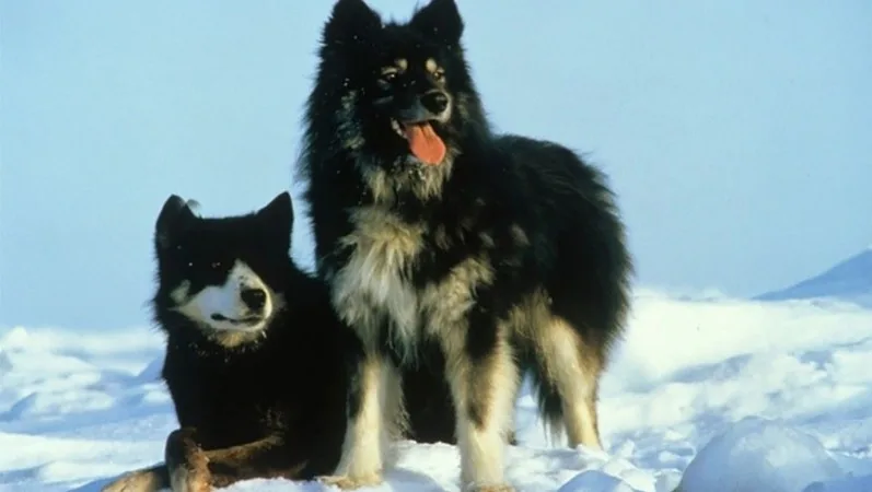 Conheça 11 raça de cachorros japoneses Conheça 11 raça de cachorros japoneses