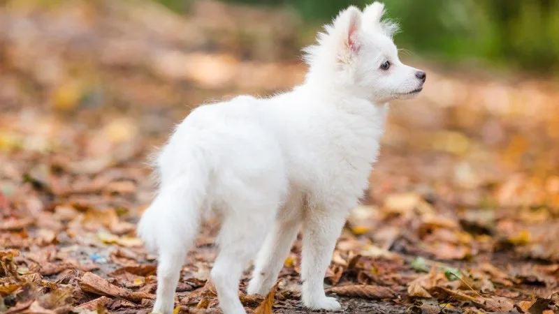 Conheça 11 raça de cachorros japoneses Conheça 11 raça de cachorros japoneses