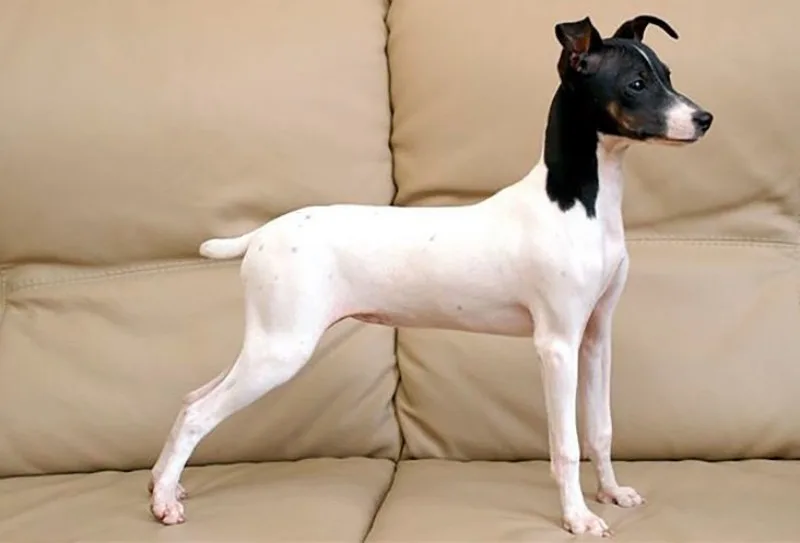 Conheça 11 raça de cachorros japoneses Conheça 11 raça de cachorros japoneses