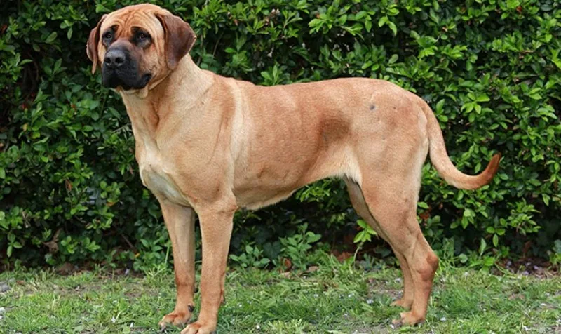 Conheça 11 raça de cachorros japoneses Conheça 11 raça de cachorros japoneses