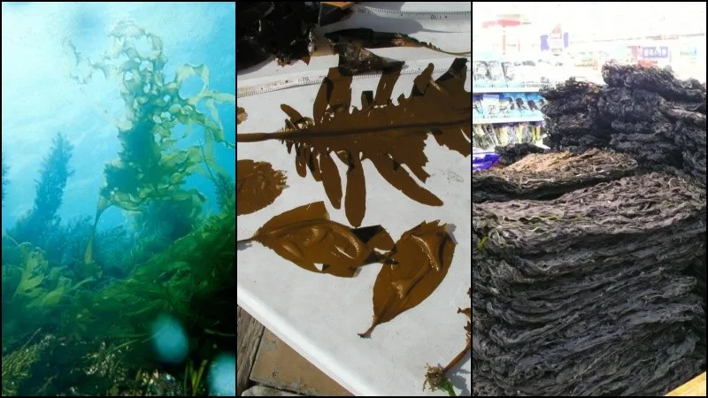 Wakame - A Alga Japonesa e seus benefícios Wakame - A Alga Japonesa e seus benefícios