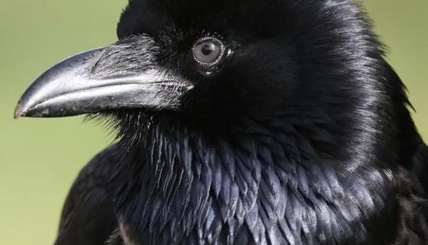 Karasu – Simbologia do corvo no Japão