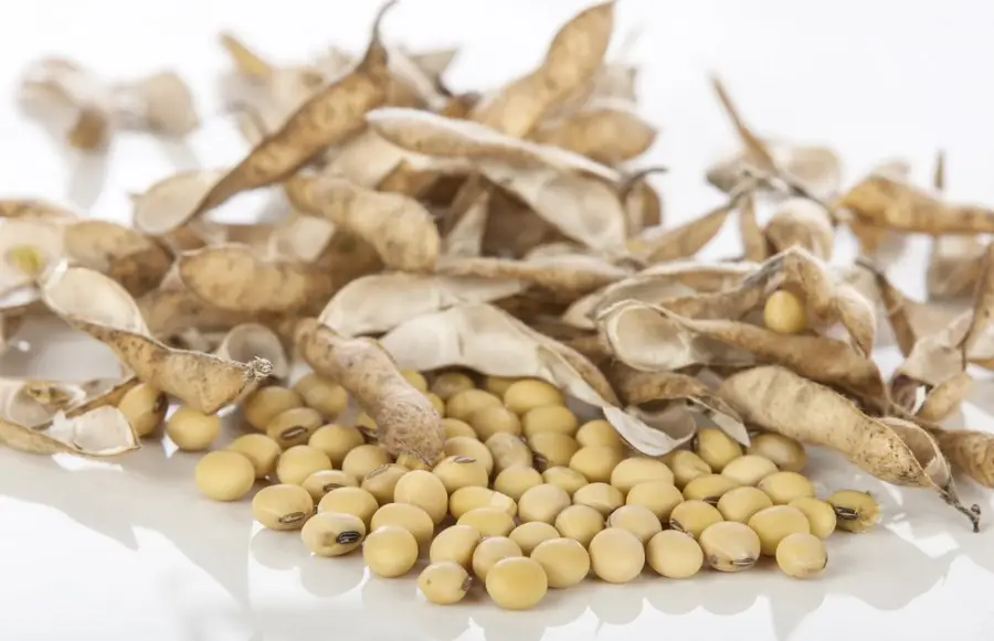 Conheça o Edamame e seus benefícios