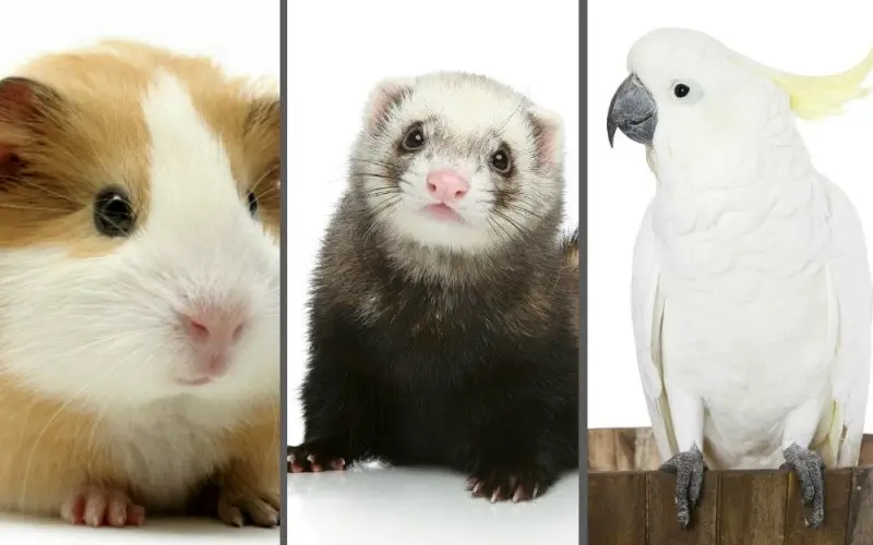 Mascotas exóticas y entrada a Japón