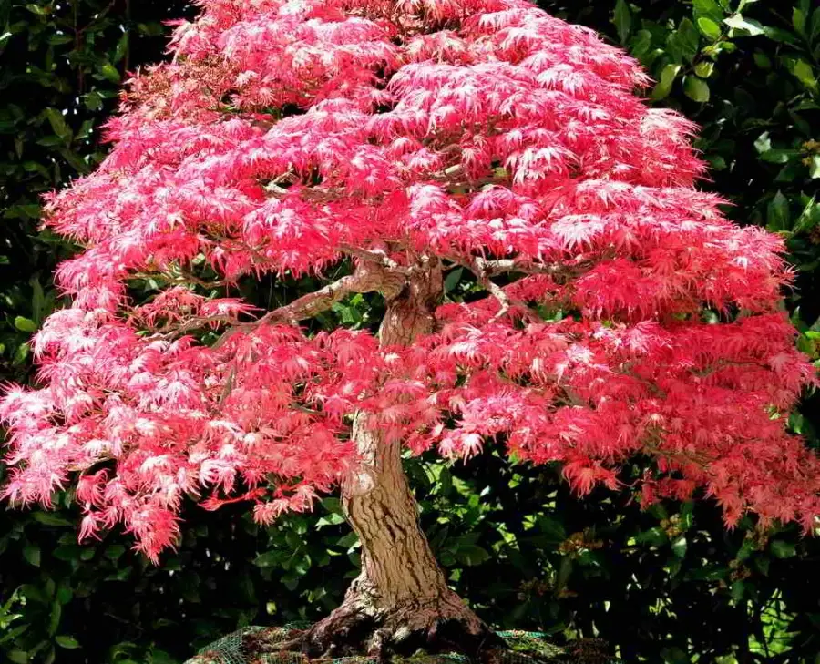 Tudo sobre o Bordo Japonês: uma das plantas mais bonitas que existem