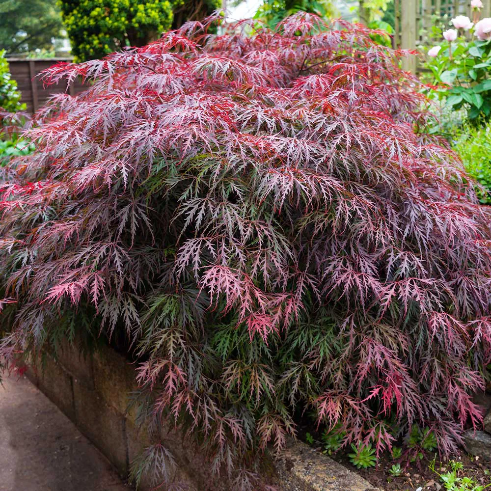 Tudo sobre o Bordo Japonês: uma das plantas mais bonitas que existem