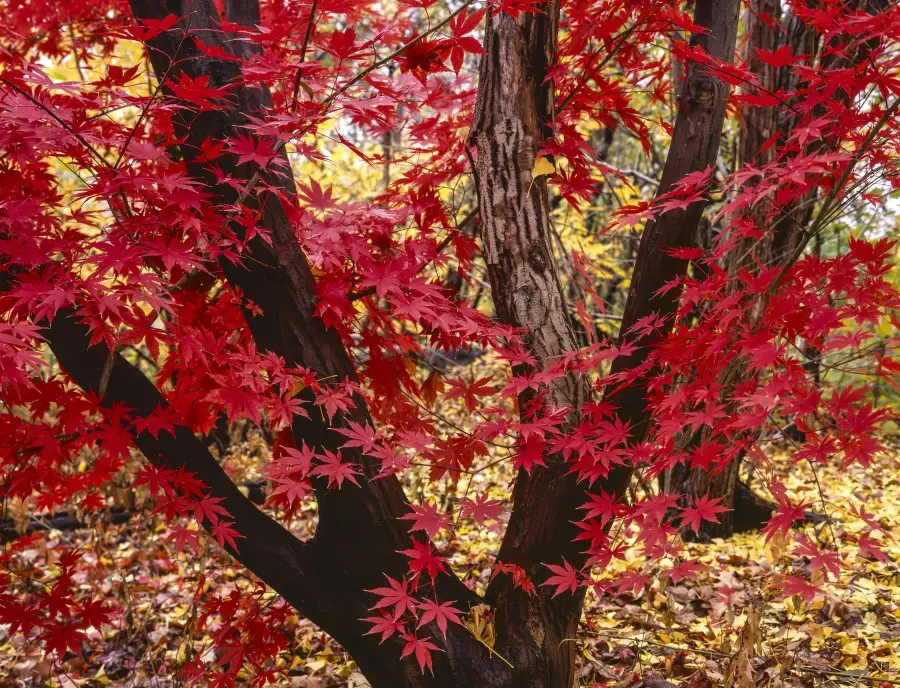 Tudo sobre o Bordo Japonês: uma das plantas mais bonitas que existem