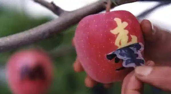maca-Sekai-Ichi-entre-as-frutas-mais-caras-do-mundo - melancia quadrada,frutas caras A melancia quadrada e as frutas mais caras do Japão