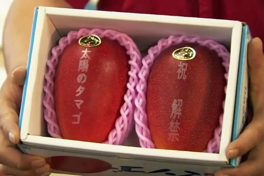 manga-tayou - melancia quadrada,frutas caras A melancia quadrada e as frutas mais caras do Japão