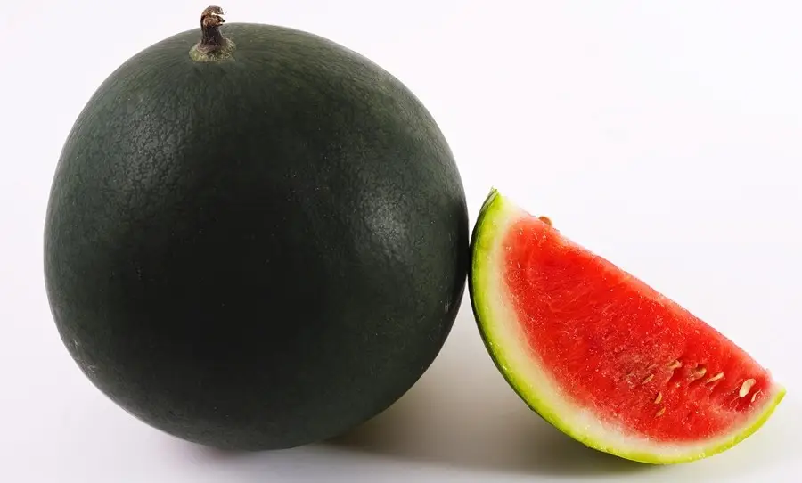 melancia_densuke - melancia quadrada,frutas caras A melancia quadrada e as frutas mais caras do Japão