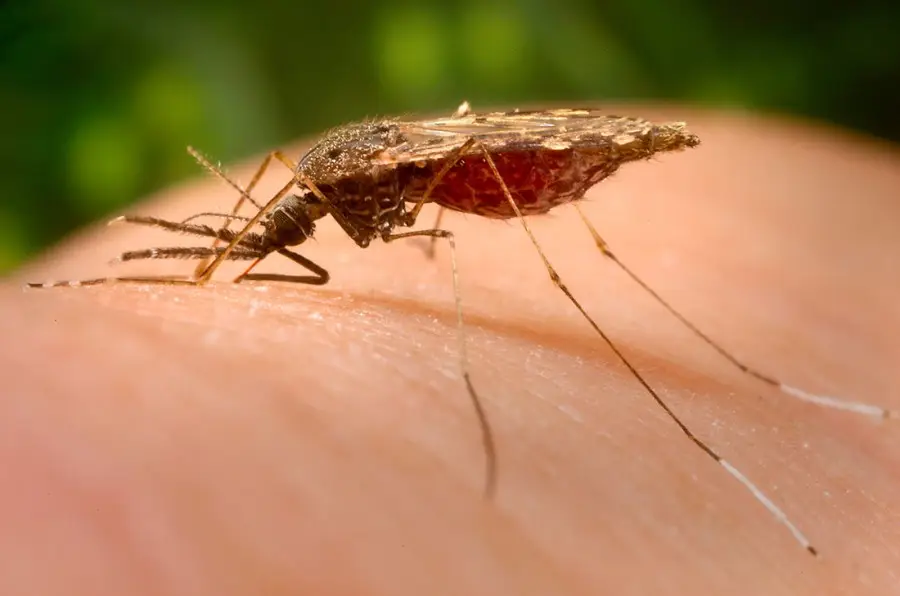 picada-mosquito-encefalite-japonesa- - doenças 14 Doenças mais contagiosas e as que mais matam no Japão