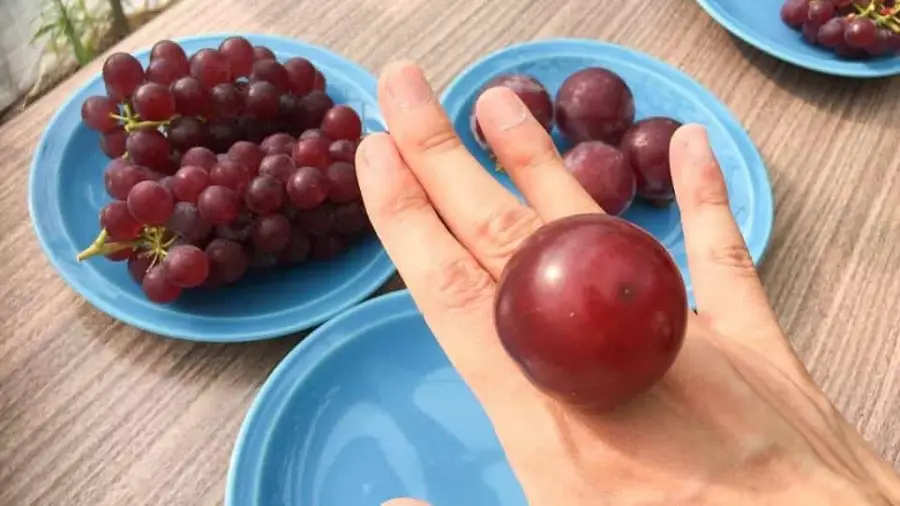 uva-tuby-roman - melancia quadrada,frutas caras A melancia quadrada e as frutas mais caras do Japão