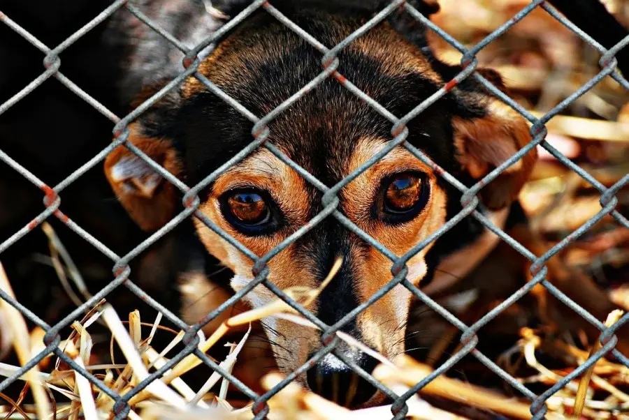 Cani in Giappone: animali da compagnia, non cibo Cane domestico in un parco in Giappone, simbolo del rapporto di affetto tra giapponesi e animali da compagnia
