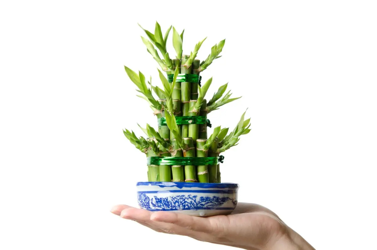 Bambu da sorte em recipiente com água usado na decoração