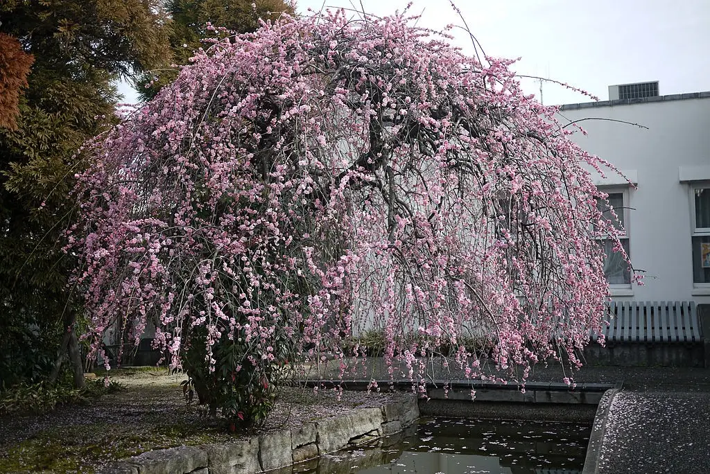 Cultivo de ume, a ameixa japonesa