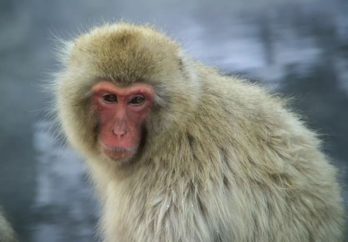 Características do macaco japonês Macaco japonês com pelagem densa em ambiente natural